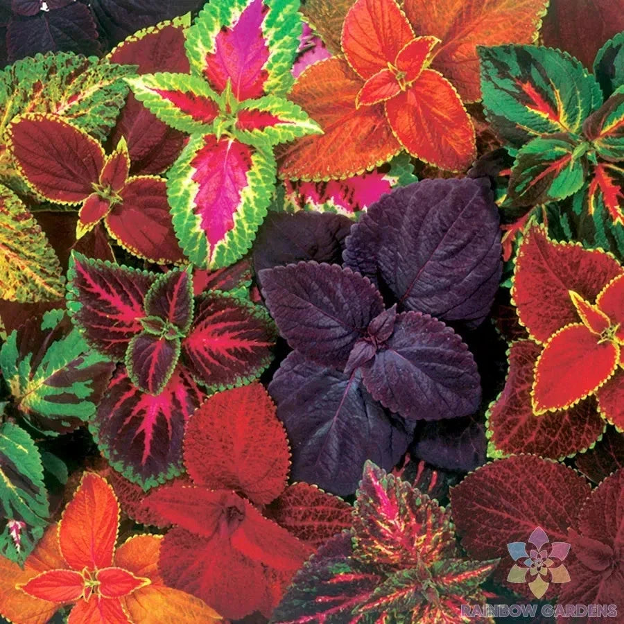Giant Exhibition Mix Coleus Seeds - 25+ Colorful Foliage Seeds - Solenostemon scutellarioides for Containers & Borders