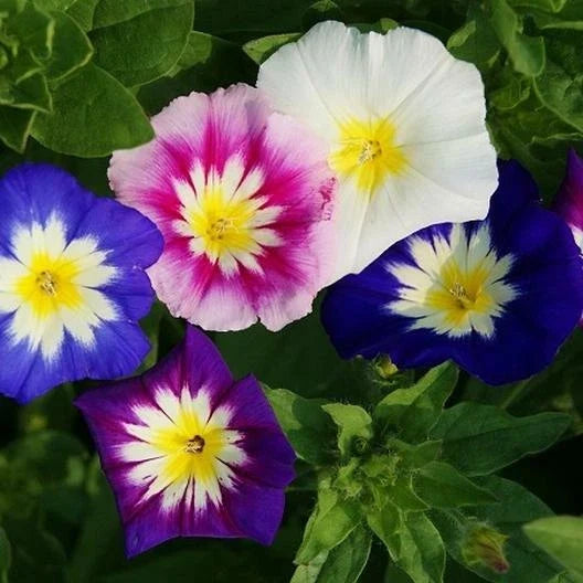 Dwarf Morning Glory Seeds - 100 Non-GMO Mixed Blue & Purple - Ipomoea tricolor - Ideal for Container Garden