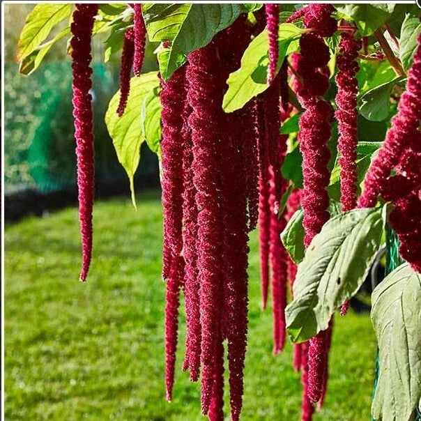Love Lies Bleeding Seeds - 200+ Seeds - Amaranthus Caudatus - Red Tassel Callaloo - Edible Flower & Ornamental Herb Seeds