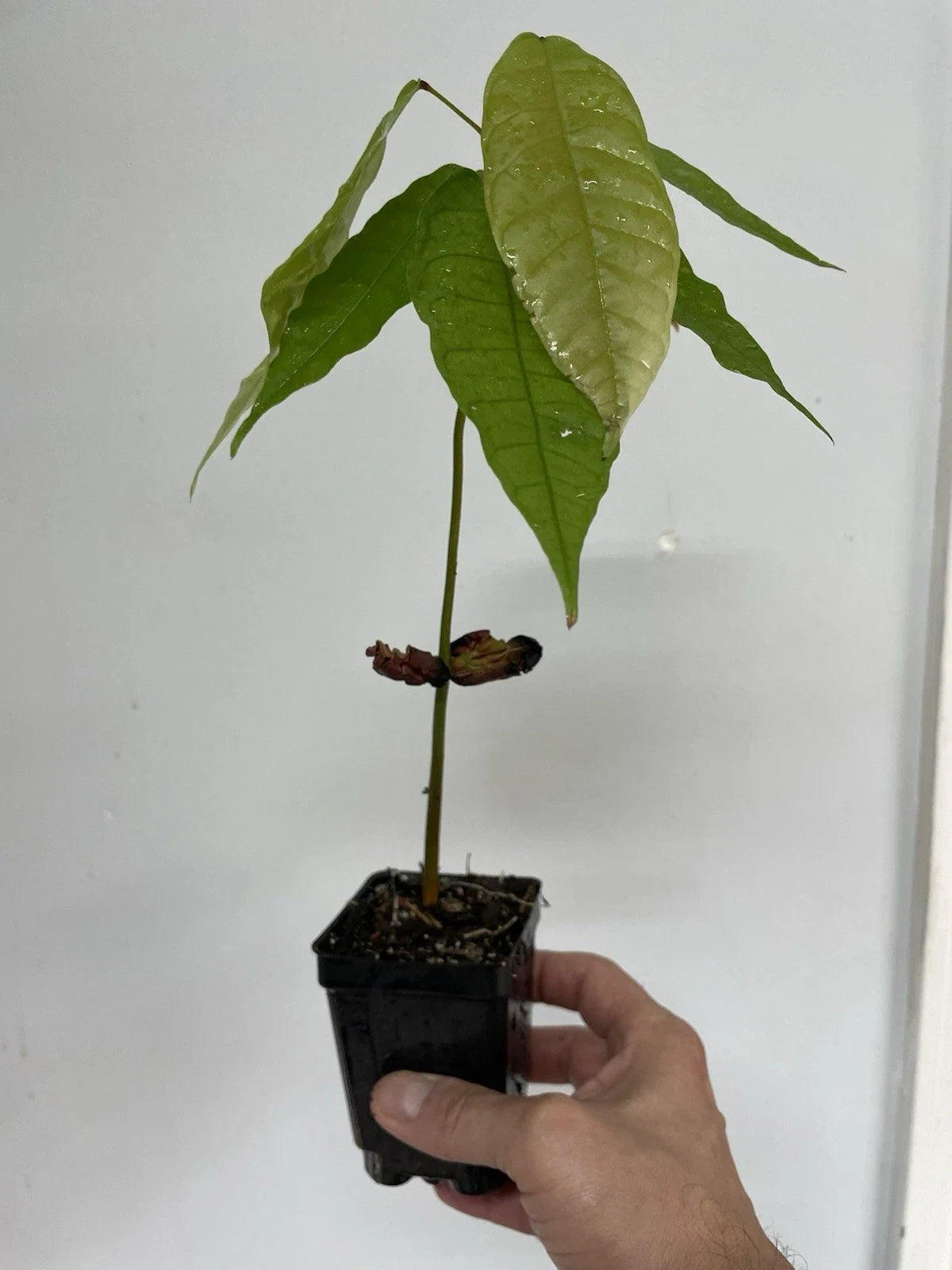 Trinitario Cacao Plant Seedling 3" Pot Large Rounded Fruit Theobroma cacao Indoor Tropical Plant