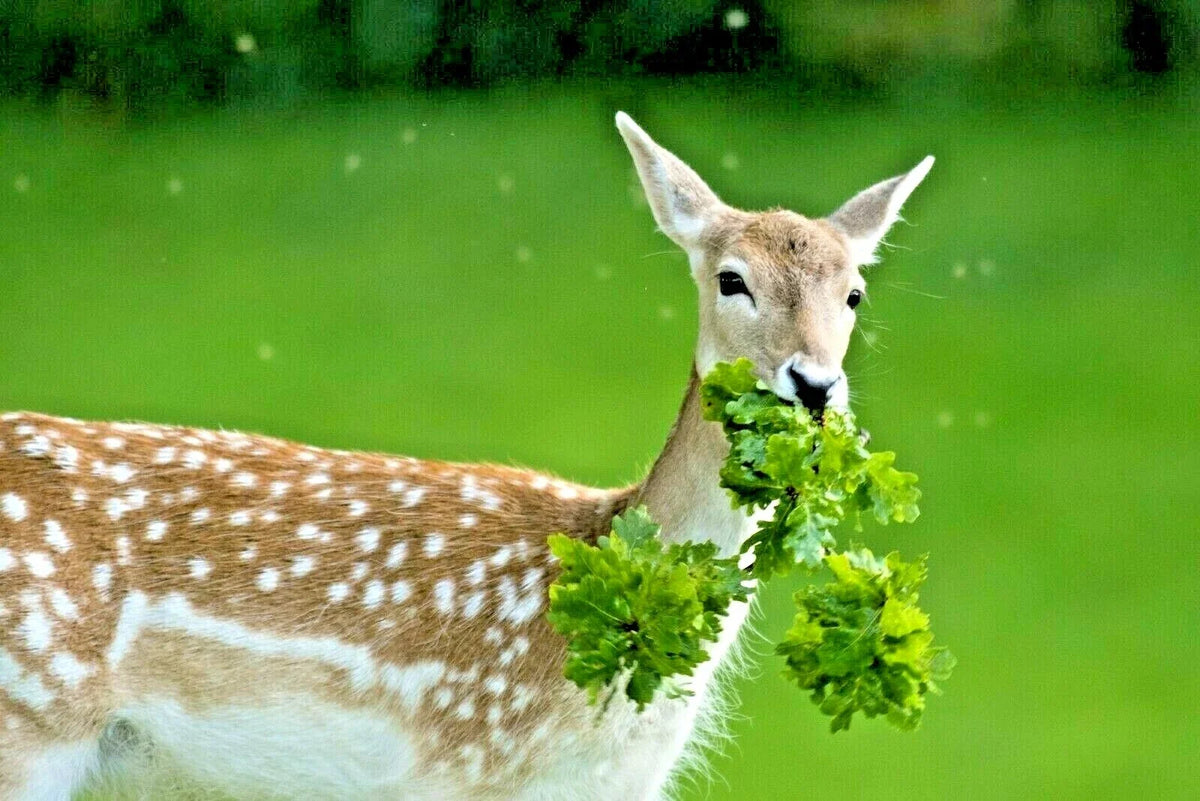 Deer Proof Wildflower Mix 1 OZ | 15 Native Annuals & Perennials | Pollinator Friendly Seeds | Various Species