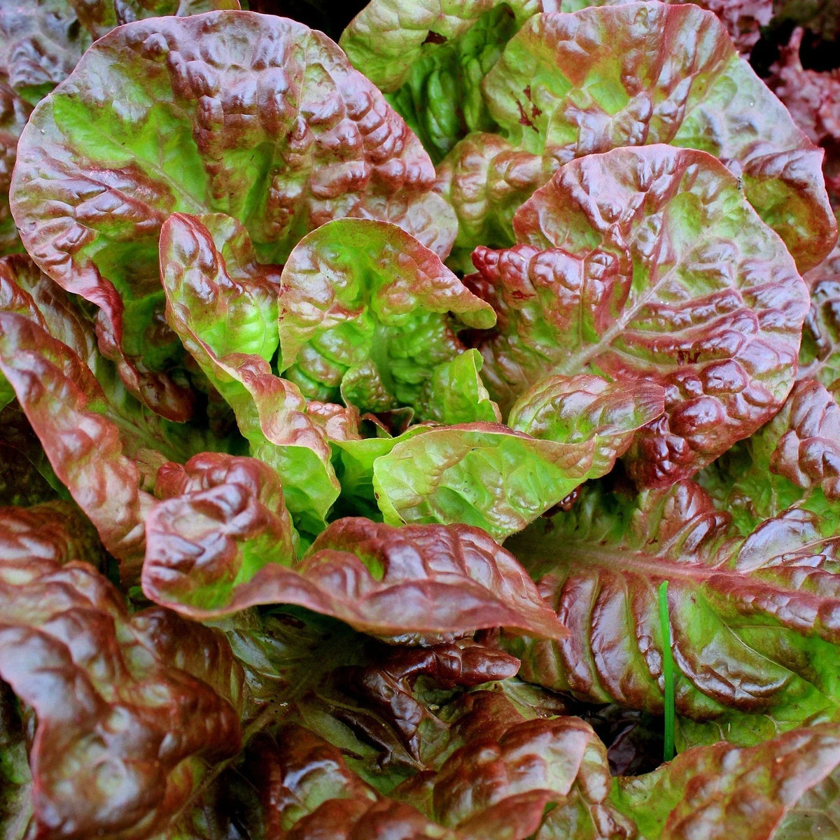 Ruby Red Leaf Lettuce Seeds - 1000+ Count Non-GMO Heirloom - Lactuca sativa - Ideal for 2025 Planting