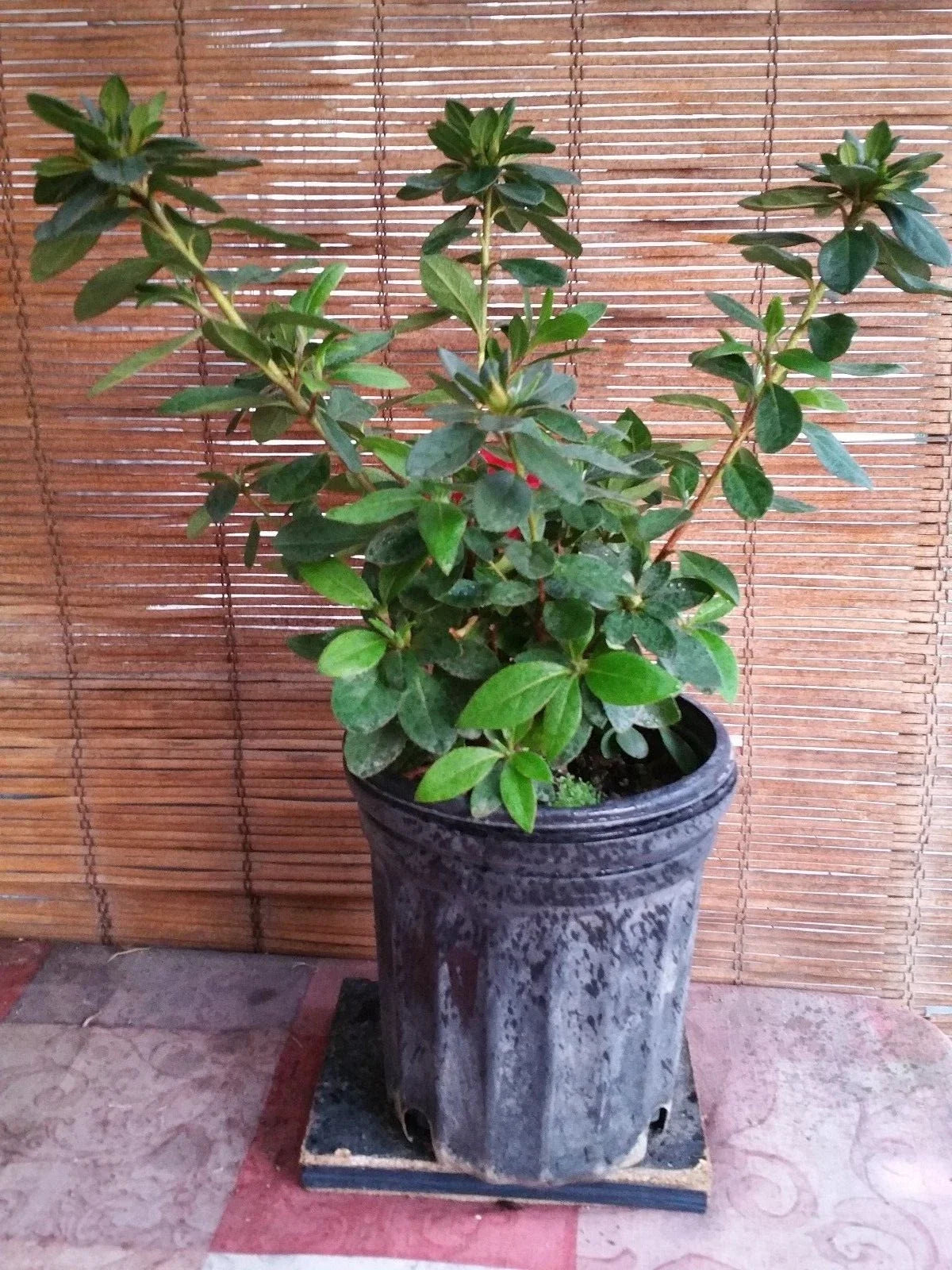 Azalea Live Plant 4" Pot Pink Blooms Rhododendron spp. Easy Care Indoor Outdoor Shrub Attractive Pollinator Plant