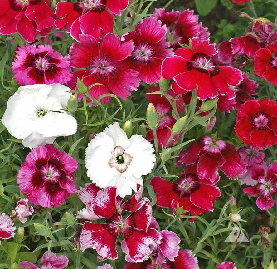 Sweet William Seeds - 200 Count Dwarf Baby Doll Mix - Fragrant Pinks - Dianthus barbatus - Perfect for Borders & Containers