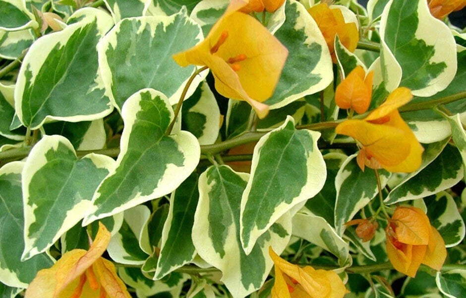 Bougainvillea Starter Plant - Delta Dawn Variety - Rare & Hardy - Bougainvillea glabra - Well-Rooted for Gardens & Containers