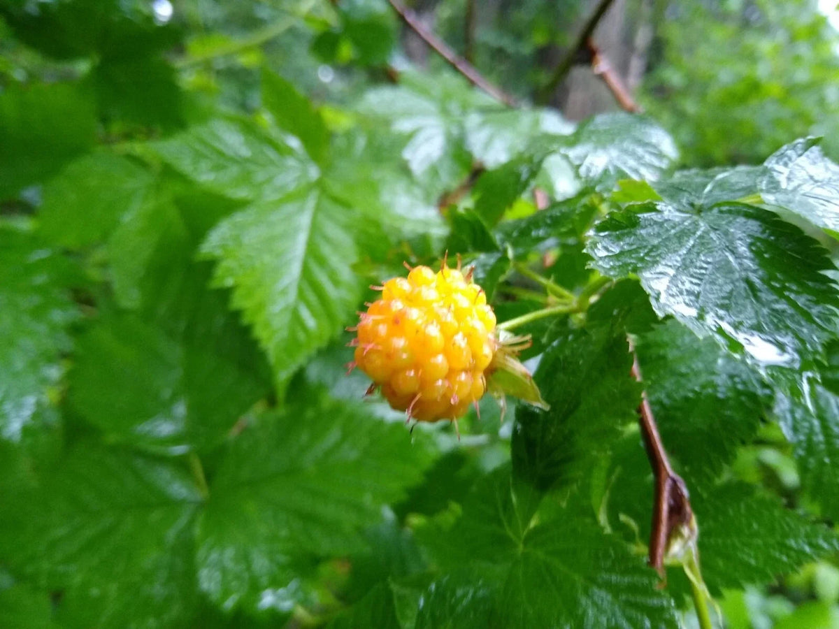 Salmonberry Root Cuttings - 5 Live Organic Rhizomes - Rubus spectabilis - Edible Berry Plant for Garden Landscaping