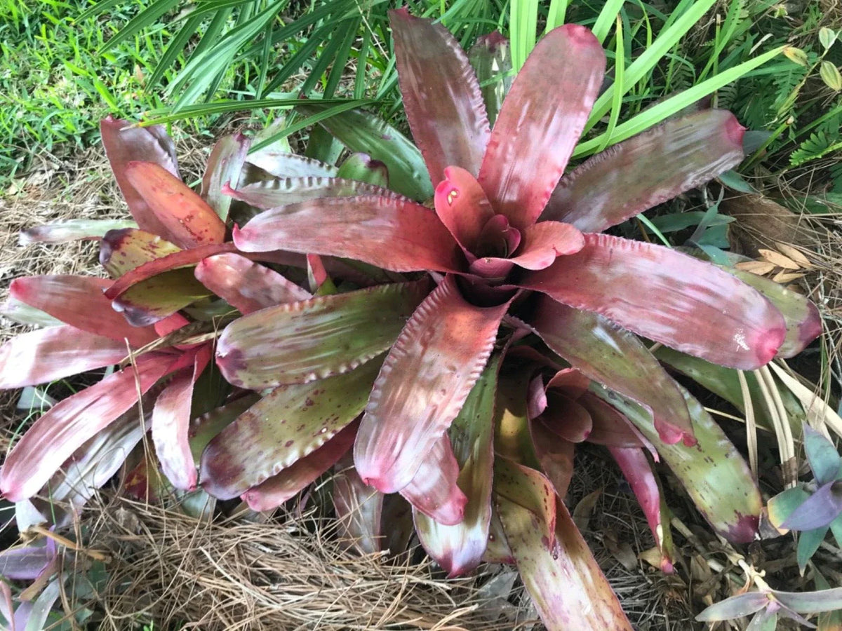 Neoregelia Bromeliad Plant - Rose Green Variety - Climbing, Stoloniferous - Indoor/Outdoor Foliage - Neoregelia