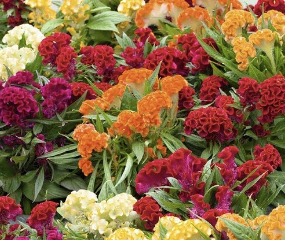 Celosia Seeds - 100+ Seeds Mixed Cockscomb - Celosia cristata - Non-GMO, Vibrant Colors for Garden Borders & Containers