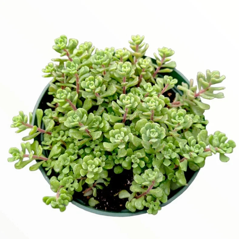Sedum Versadense Succulent Plant 2 Inch | Korean Greenery for Indoor Outdoor Garden Decor | Drought-Resistant Low-Maintenance