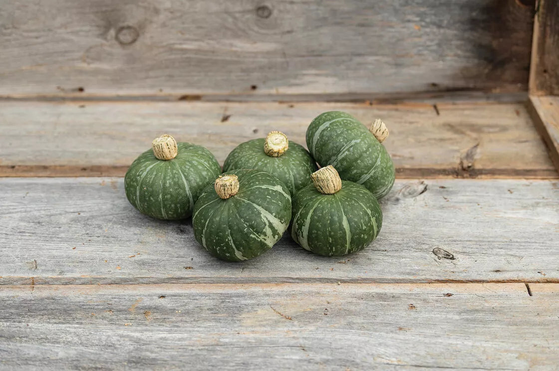 Kabocha Squash Seeds - 10 Sweet Jade Dwarf Variety - Cucurbita maxima - Easy to Grow, Non-GMO for Small Gardens