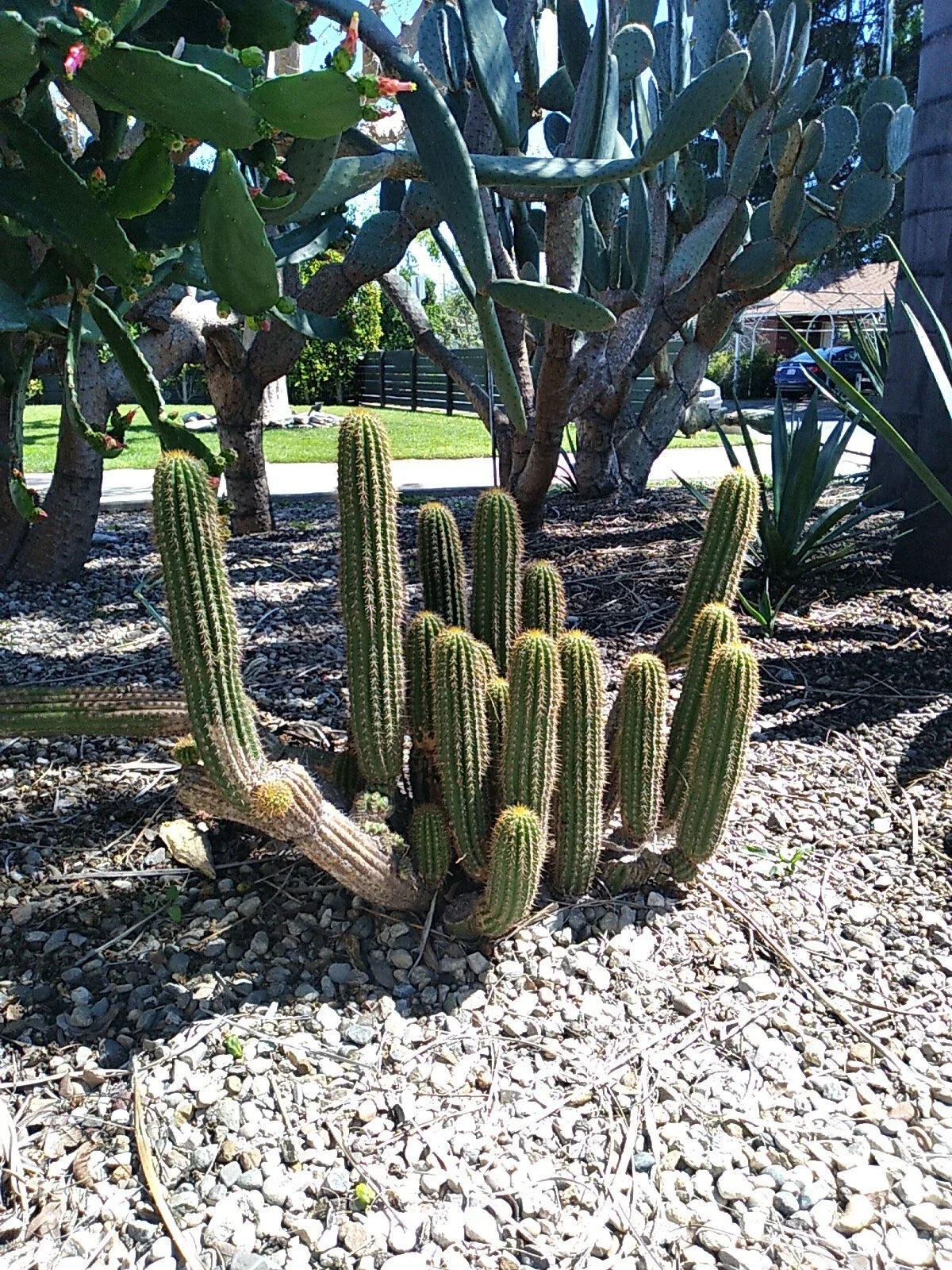 Echinopsis Spachiana Golden Torch Cactus Cutting - 12" Indoor Succulent Plant, Low Maintenance Houseplant Decor