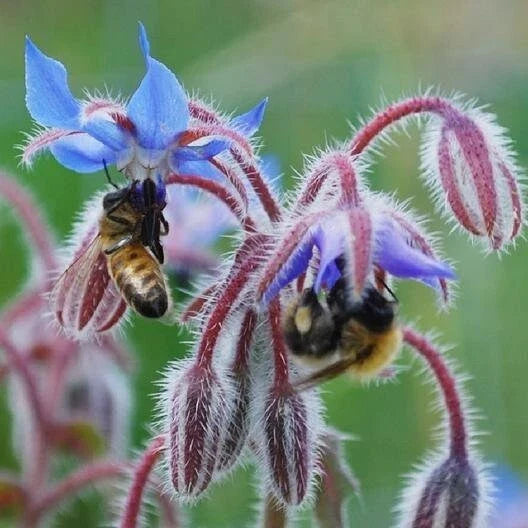 Borage Seeds - Heirloom Non-GMO Edible Flowers & Leaves - Borago officinalis - 100 Seeds with Tracking