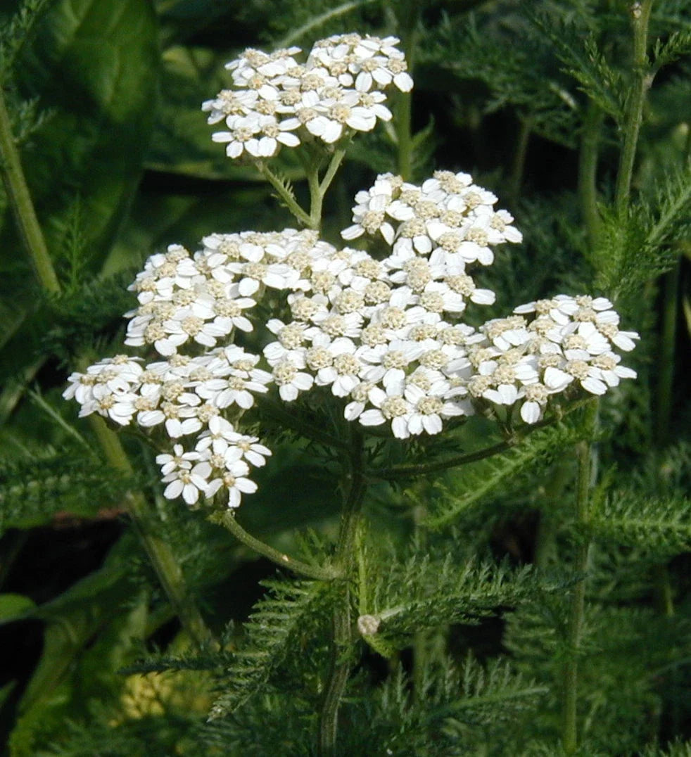 Yarrow Seeds - 100 Count - Non-GMO Herb for Gardening - Achillea millefolium - Drought-Resistant, Pollinator Friendly