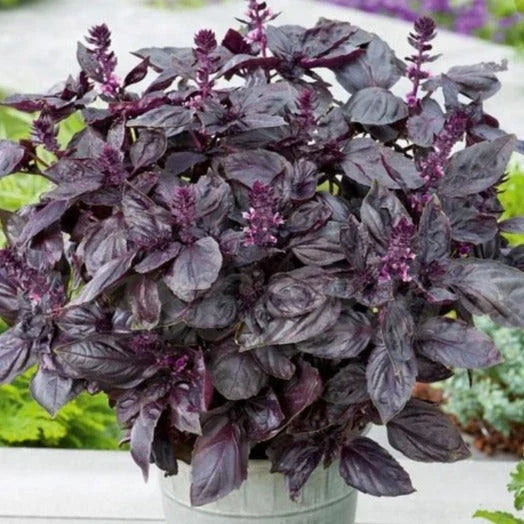 Dark Opal Purple Basil Seeds - Heirloom Non-GMO Ocimum basilicum 'Dark Opal' - Perfect for 2025 Planting, Culinary Use