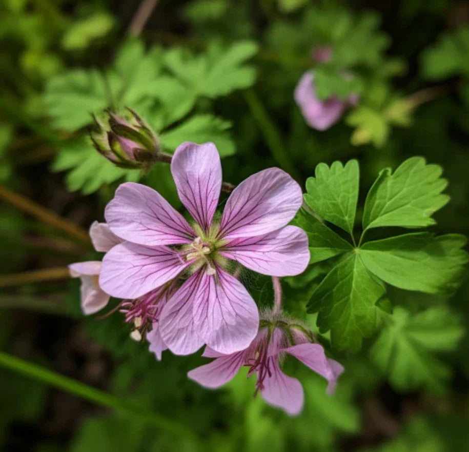 Wild Geranium Roots - 10 Fresh Perennial Flower Plants - Geranium maculatum - Eco-Friendly, Drought-Tolerant Gardening