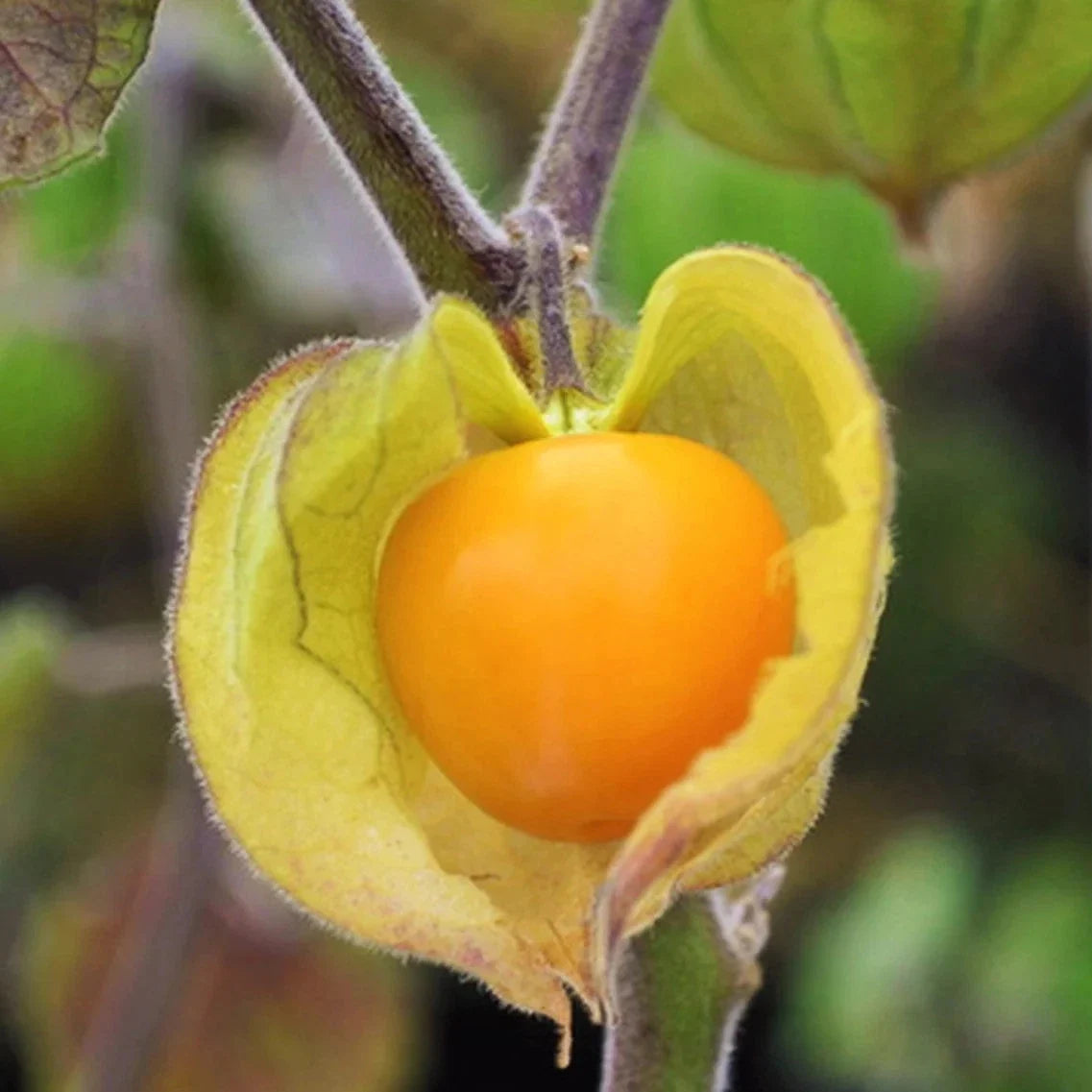 Hawaiian Giant Poha Berry Seeds - 20 Pack - Edible Fruit - Physalis Peruviana - Non-GMO, High Germination Rate for 2025 Planting