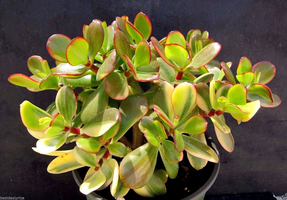 Variegated Lemon Lime Crassula Obliqua Cuttings - Rare Jade Succulent - 2 Healthy Cuttings for Propagation