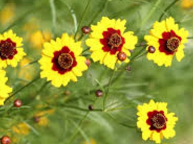 Coreopsis Dwarf Plains Seeds - 100 Fresh Seeds, Annual Wildflower, Coreopsis tinctoria, Butterfly Attracting, Drought-Tolerant