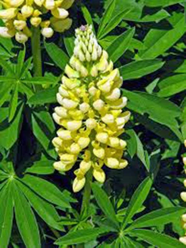 Lupine Seeds 100 Count Golden Yellow Variety Lupinus polyphyllus Non-GMO Flowers Attract Pollinators Garden Planting