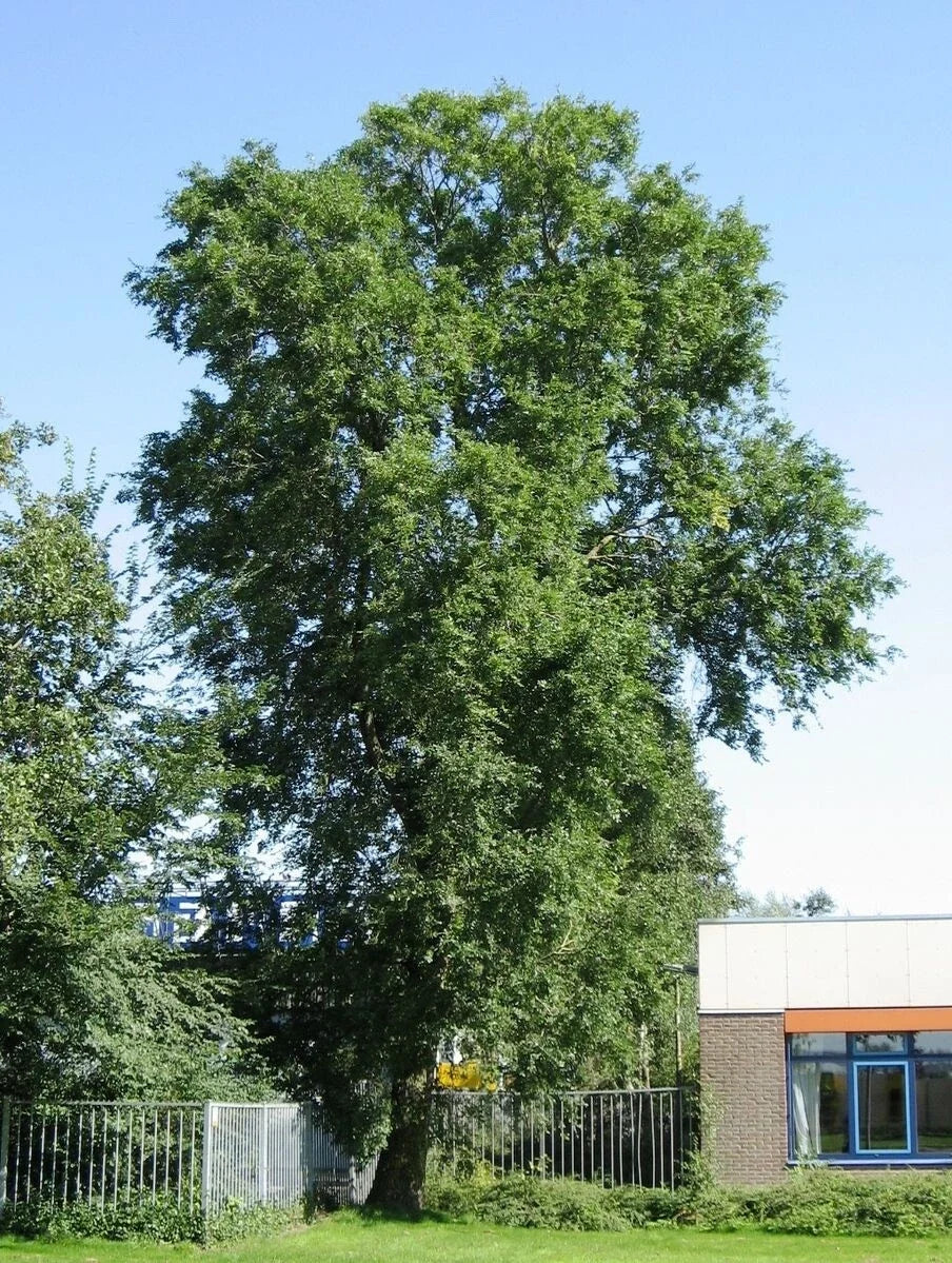 Siberian Elm Tree Seeds - Ulmus pumila - Fast-Growing Hardy Deciduous Tree Seeds for Planting, Drought-Tolerant Foliage