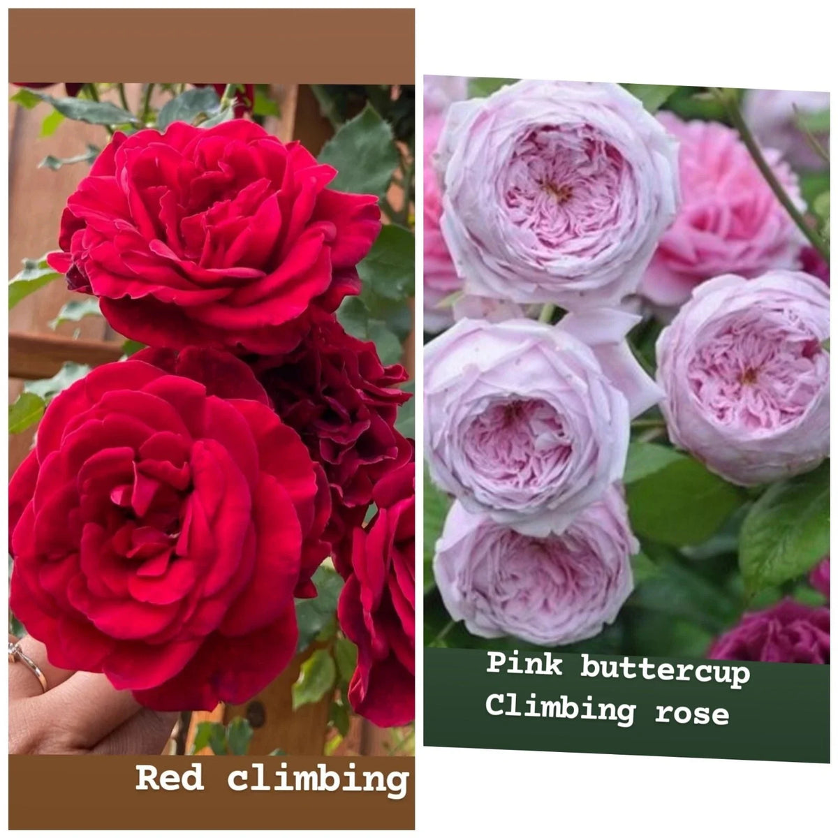 Rose Unrooted Cuttings Mix - Fresh 5-8" Cuttings for Planting & Propagation - Rosa spp. - Hybrid Tea, Floribunda, Climbing