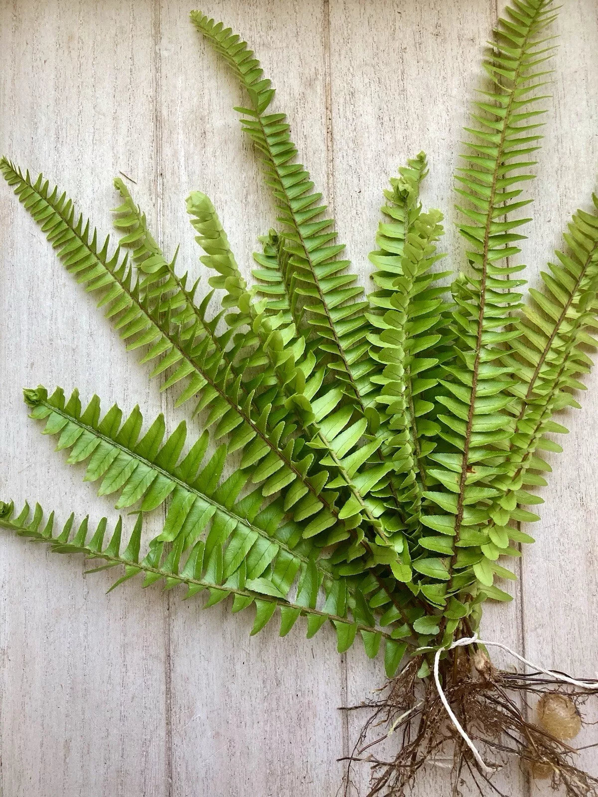 Rooted Fern Plants - 25 Live Green Ferns - Various Species - Indoor Outdoor Decor - Low Maintenance, Easy Care
