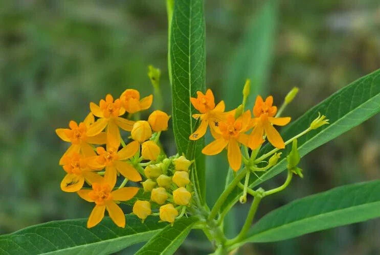 Yellow Milkweed Seeds | 15 Count | Asclepias tuberosa | Florida Naturalized | Butterfly Attracting Garden Seeds