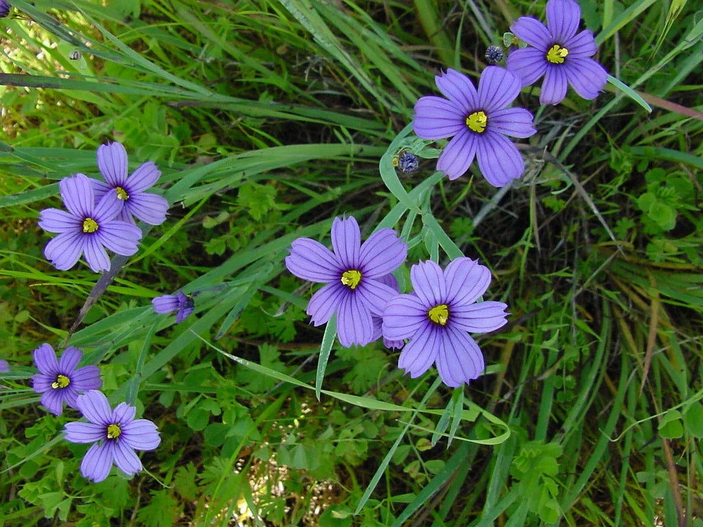 Blue Eyed Grass Seeds - 65 Seeds - Stout Blue Eyed Variety - Sisyrinchium angustifolium - Vibrant Pollinator Friendly Blooms