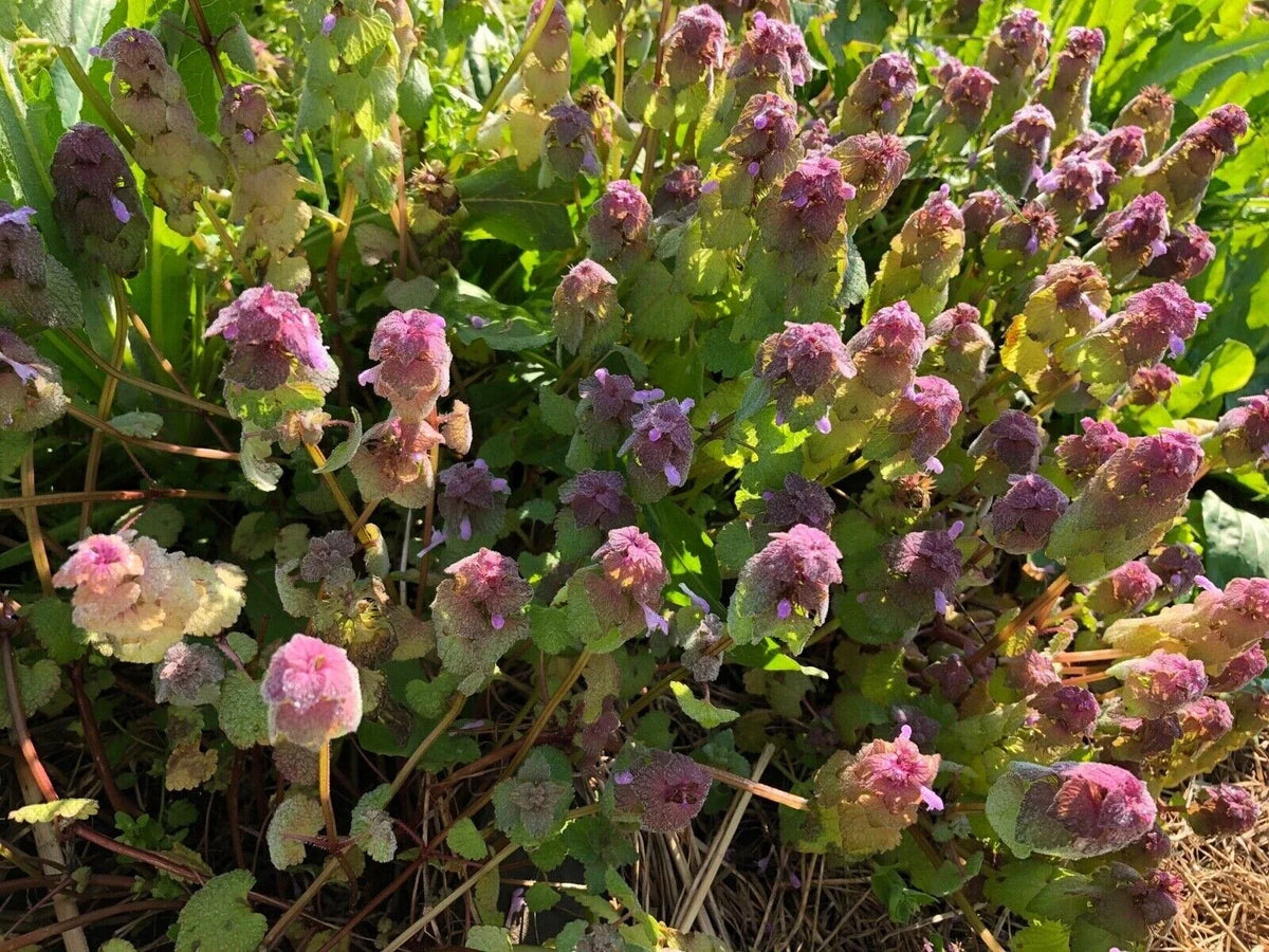 Organic Purple Dead-Nettle Seeds - 25 Count - Medicinal Herb - Lamium purpureum - Attracts Pollinators, Easy to Grow