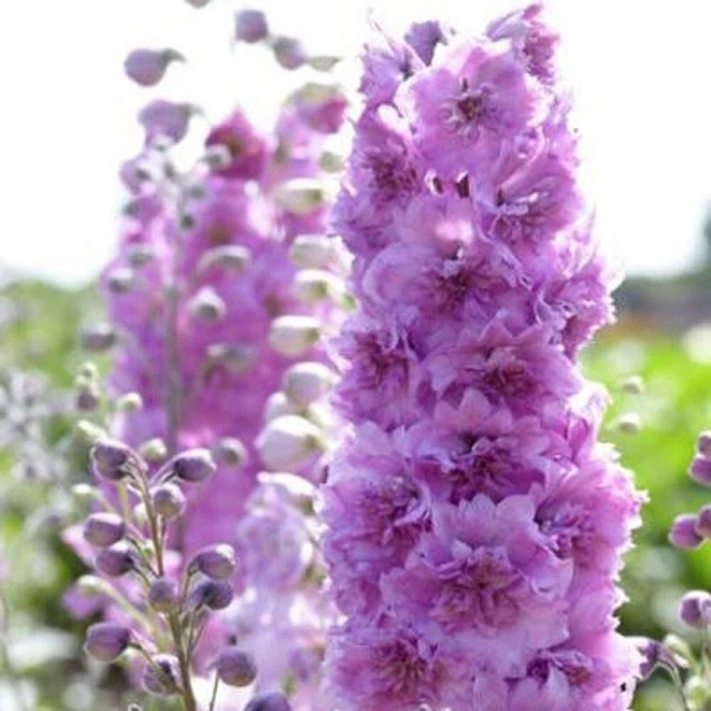 Delphinium Seeds - 50 Sweethearts Perennial Flower Seeds - Delphinium elatum - USA Grown for Garden Planting