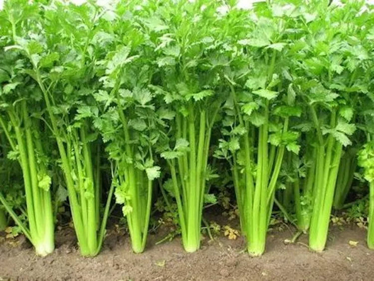 Chinese Celery Seeds - 2500 Non-GMO Heirloom Seeds - Apium graveolens var. dulce - Ideal for Home Gardening