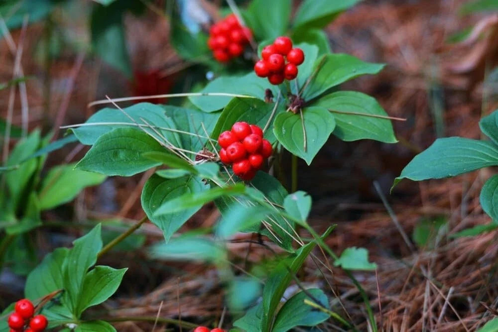 Bunchberry Bush Seeds - 30 Seeds for Planting - Cornus Canadensis - Bunchberry Dogwood Ground Cover for Shade Gardens