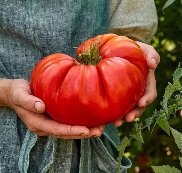Giant Beefsteak Tomato Seeds - 10+ Organic Non-GMO Heirloom Seeds - Solanum lycopersicum for Home Gardening