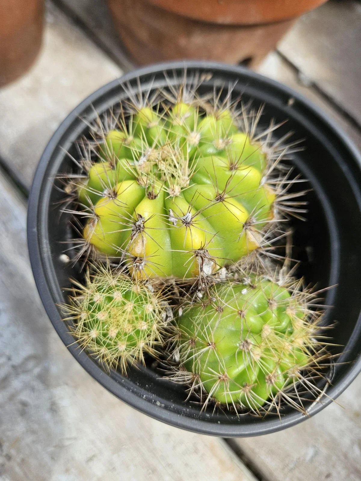 Echinopsis Cactus Cluster with Pups - Bare Root Succulent Plant - Echinopsis spp. - Easy Care Cactus for Indoor/Outdoor Gardens