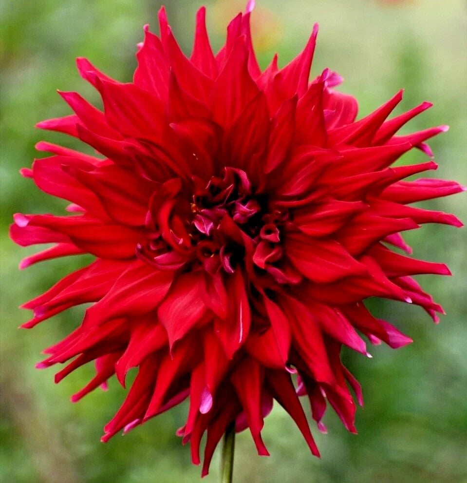 Dahlia Tuber 8" Semi-Cactus Red Blooms 'Holly Huston' - Live Flower Plant Bulb (Dahlia) for Vibrant Garden Color