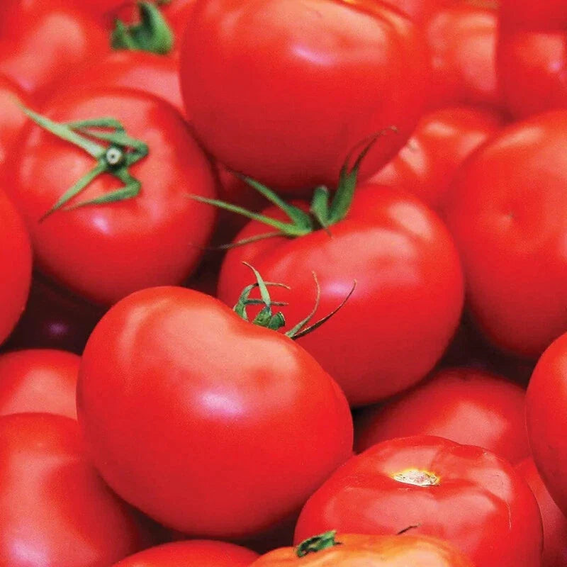Floradade Tomato Seeds | Heirloom Non-GMO | Solanum lycopersicum | Perfect for Home Gardens