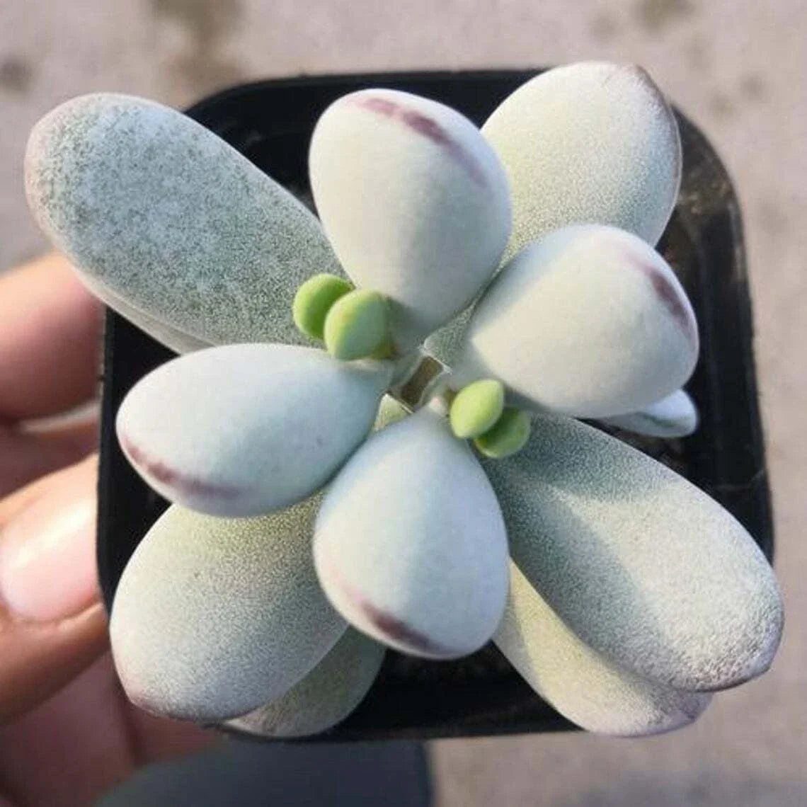 Cotyledon Orbiculata Succulent Plant in 2" Pot | Pig's Ear | Easy Care Indoor Decor | Rooted Plant