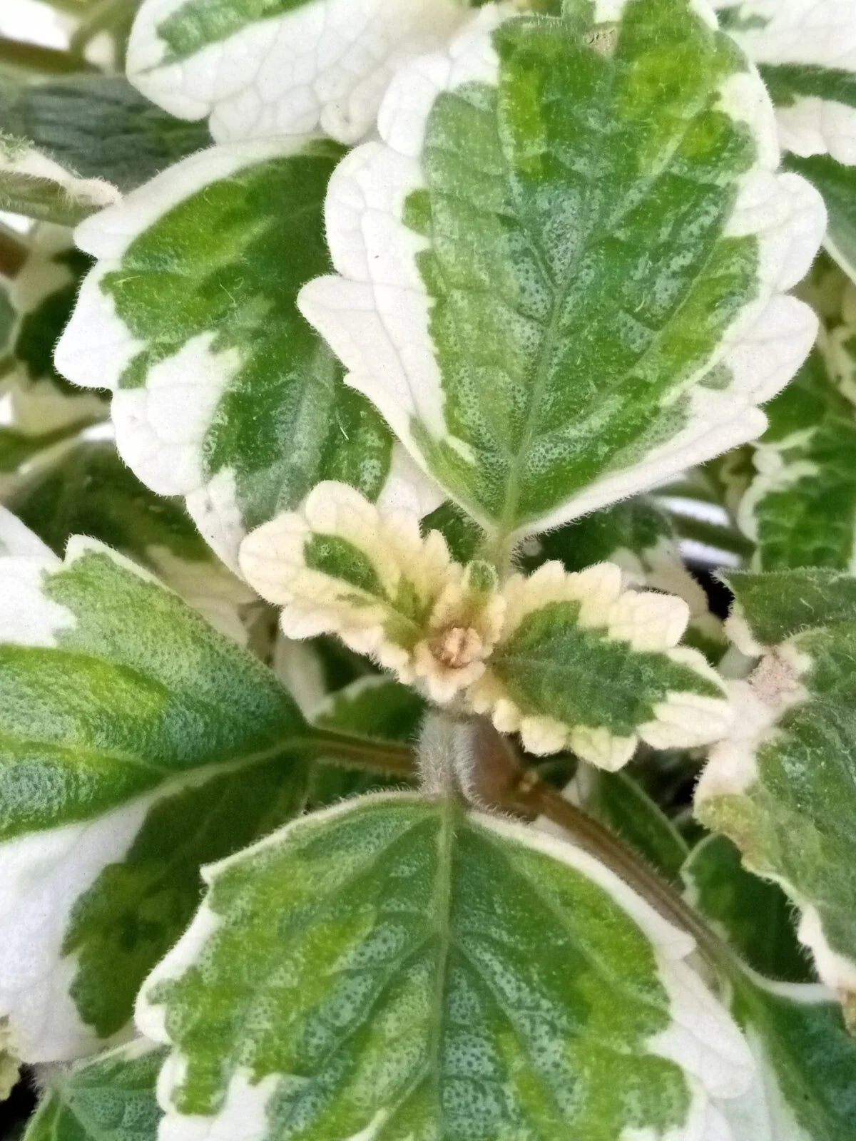 Variegated Swedish Ivy Plant - 4-Inch Live Rooted Houseplant - Plectranthus Coleoides - Indoor Greenery - Low Maintenance Decor