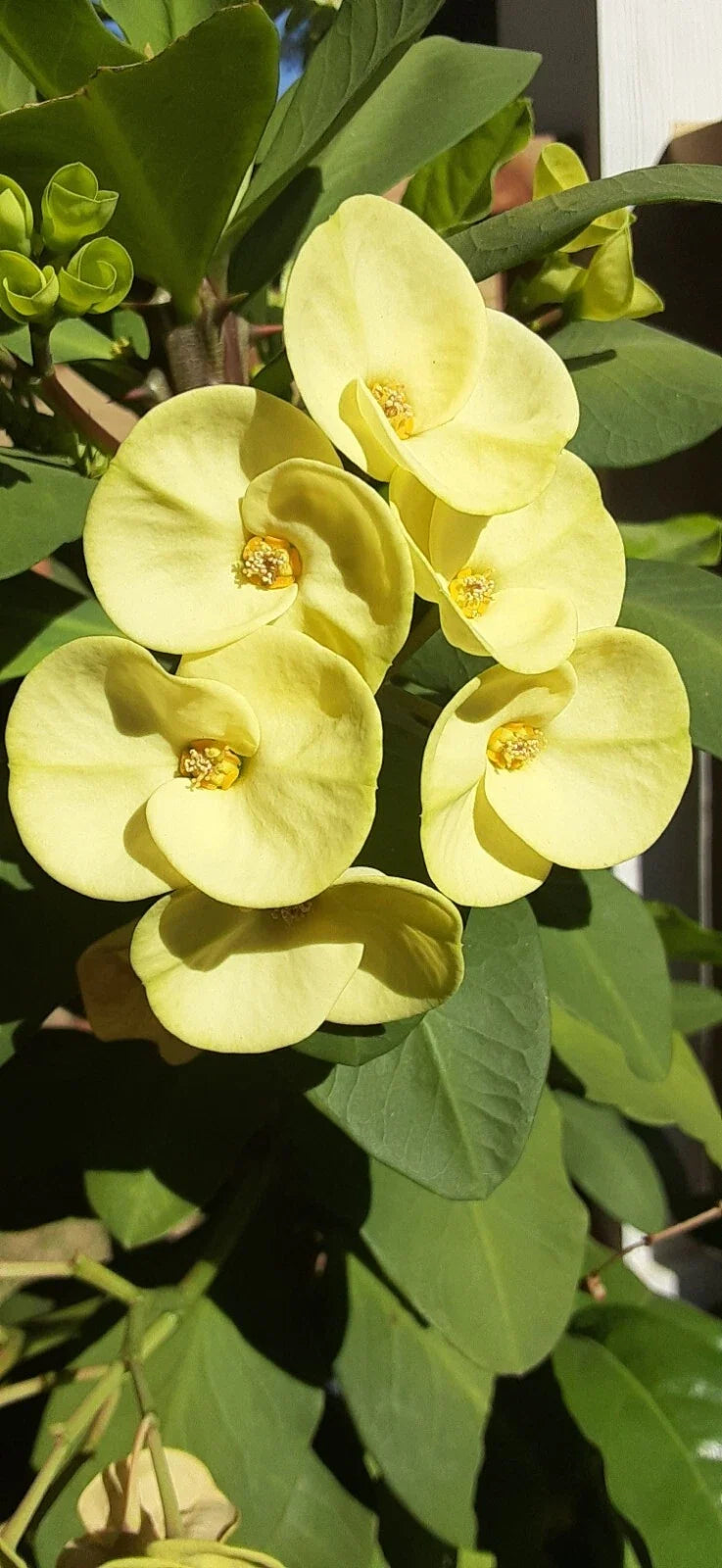 Light Yellow Crown of Thorns Cutting - 1 Count No Roots - Euphorbia milii - Drought-Tolerant Succulent for Indoor/Outdoor Garden