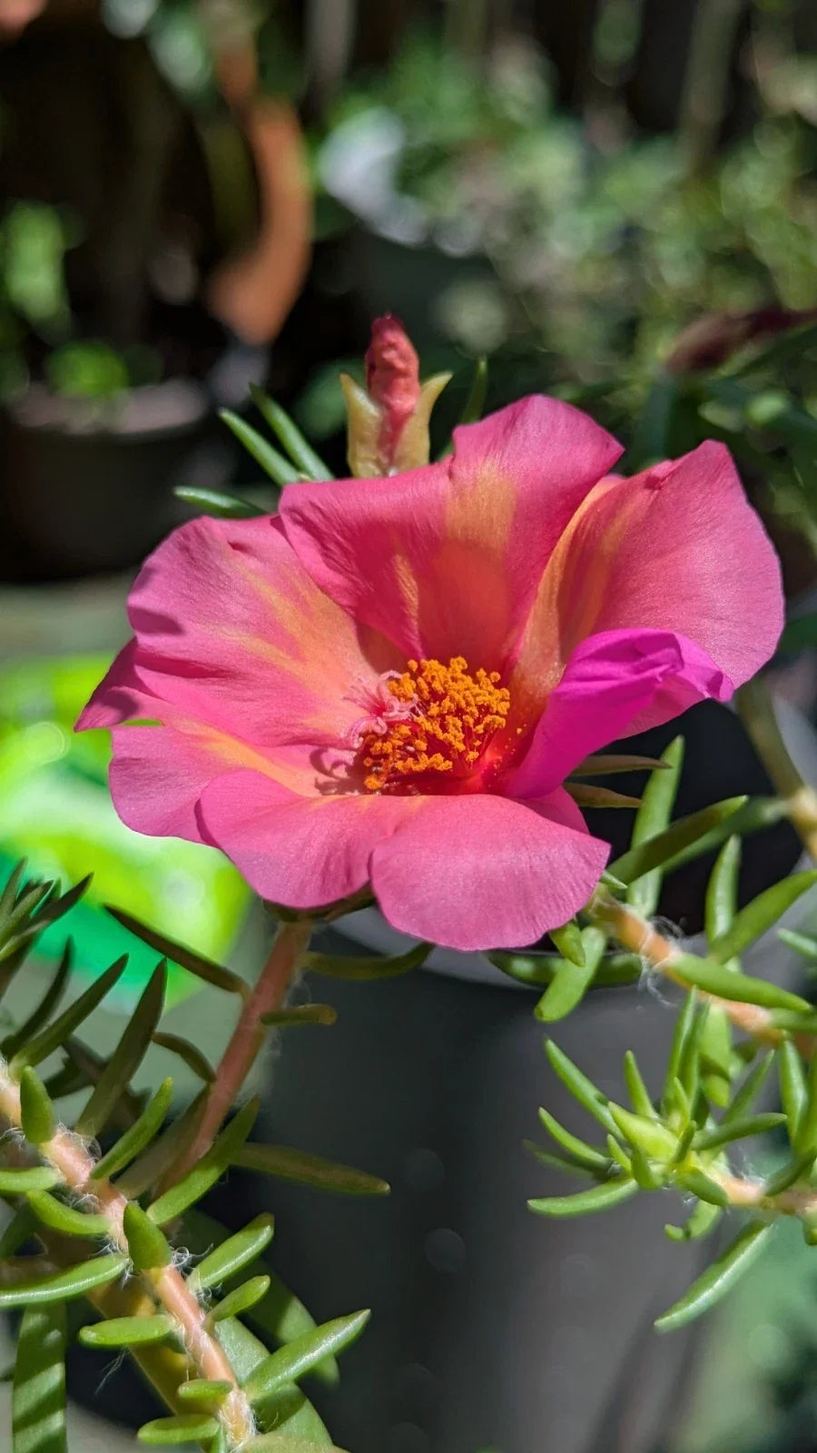Jumbo Portulaca Cuttings - 5 Unrooted Magenta Orange Splash - Portulaca Grandiflora 'Samba' - Succulent Plant Cuttings