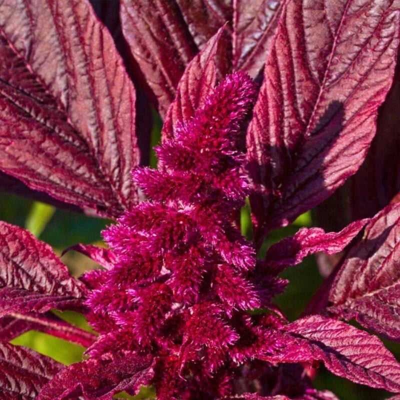Amaranth Seeds - 250+ Red Garnet Non-GMO Heirloom - Amaranthus cruentus - USA Grown - Vibrant Foliage for Garden