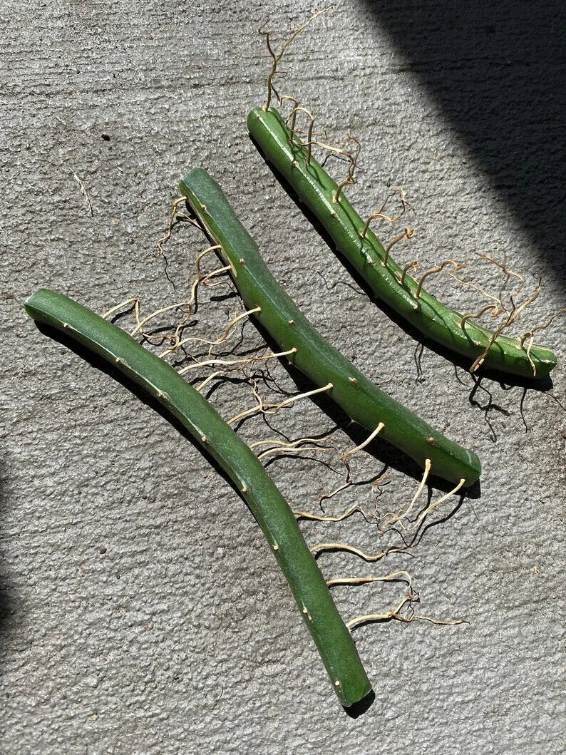 Dragon Fruit Cuttings 3 Pack | Vietnamese White Edible | Hylocereus undatus | Perfect for Home Gardeners