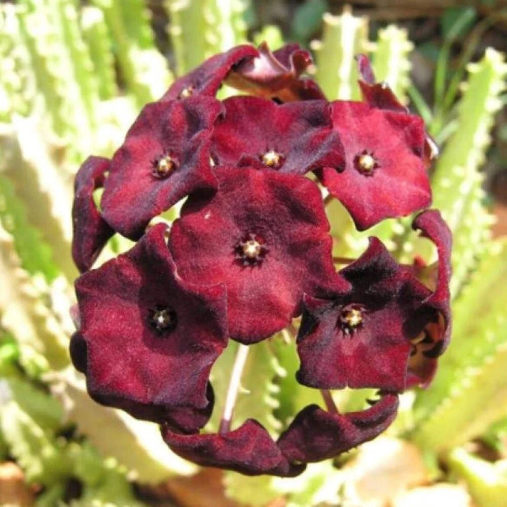 Caralluma Umbellata Succulent Plant - 3.5" Potted Rare Succulent - Healthy and Well-Rooted - Easy Care Houseplant