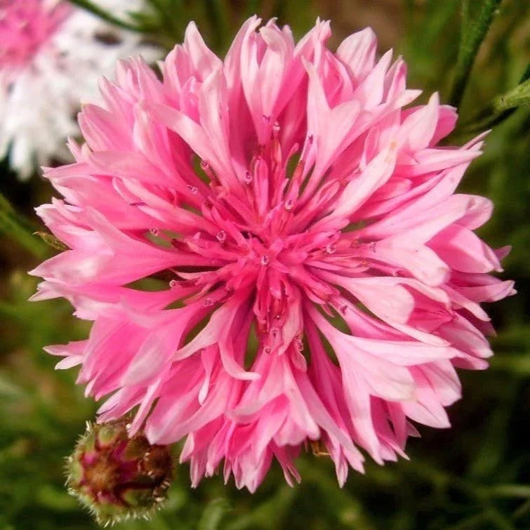 Pink Bachelor Button Seeds - 1000+ Count - Centaurea cyanus 'Rose' - Vibrant Flower Seeds for Garden Planting 2025