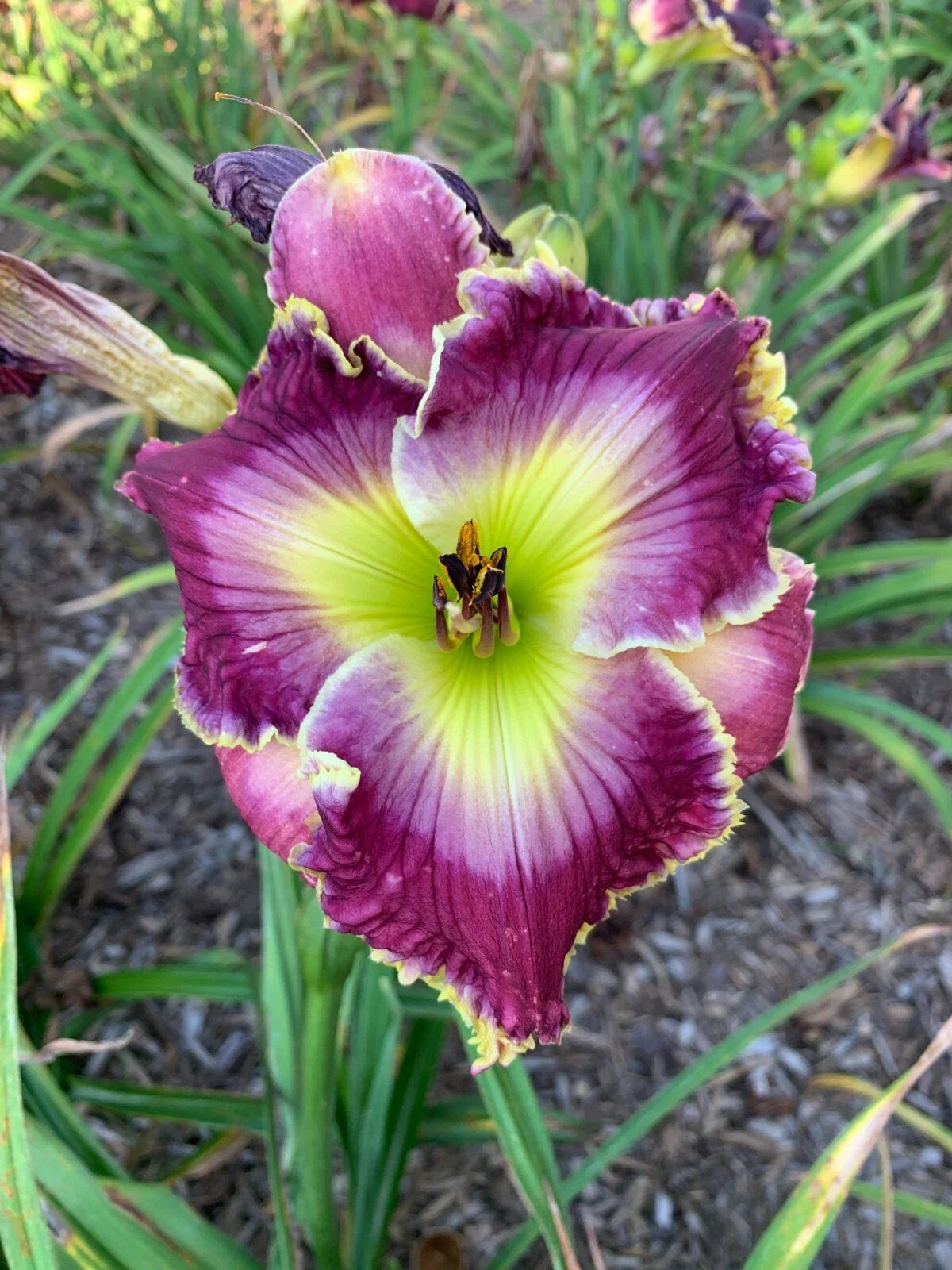 Mixed Daylilies Bare Root Plants (50) - Premium Hemerocallis Varieties - Colorful Perennial Garden Blooms