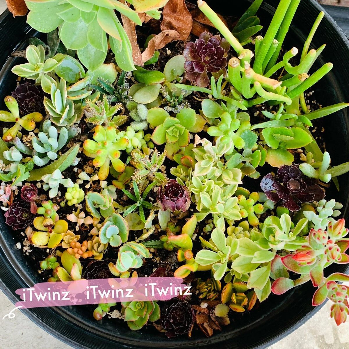Assorted Succulent Cuttings 2" Green Live Plants - Cactus Varieties - Easy Care - Perfect Gift for Plant Lovers