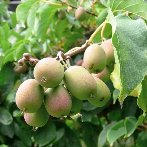 Dormant Kiwi Plant - Live Starter Plant - Female Anna Variety - Actinidia arguta 'Anna' - Non-Pesticide Grown - Zones 4-9