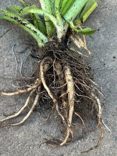 Comfrey Live Root Plant - Drought Resistant Natural Mulch - Symphytum officinale - Multiple Healthy Roots for Garden