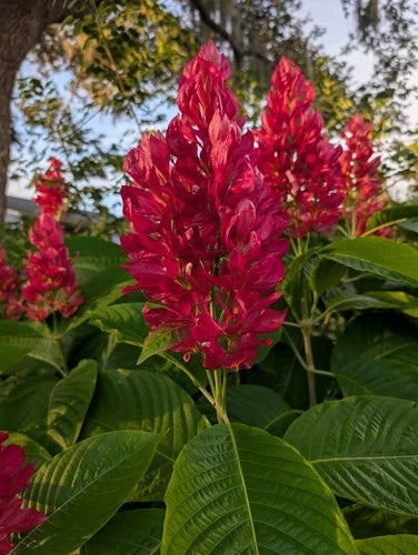 Brazilian Red Cloak Cuttings 6 Pack Megaskepasma erythrochlamys Tropical Plant for Easy Rooting Garden Patio