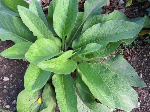 Russian Comfrey Root Cuttings 5 Bocking 14 Non-GMO Heirloom Symphytum x uplandicum for Regenerative Gardening